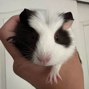 Anyone in greater Seattle area looking to adopt a sad Guinea pig