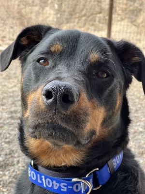 Dolce, Young Female Rottweiler