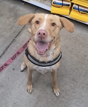 Faye, an adoptable Retriever, Mixed Breed in Anderson, IN, 46011 | Photo Image 1