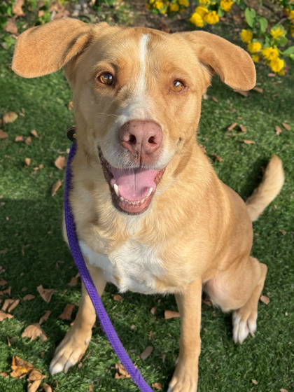 Faye, an adoptable Retriever, Mixed Breed in Anderson, IN, 46011 | Photo Image 1