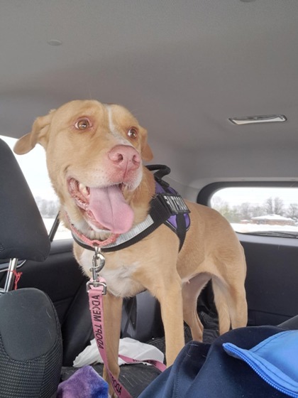 Faye, an adoptable Retriever, Mixed Breed in Anderson, IN, 46011 | Photo Image 2