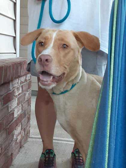 Faye, an adoptable Retriever, Mixed Breed in Anderson, IN, 46011 | Photo Image 3