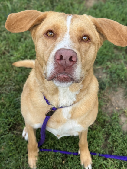 Faye, an adoptable Retriever, Mixed Breed in Anderson, IN, 46011 | Photo Image 3