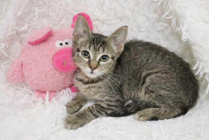 Mina, an adoptable Tabby & Abyssinian Mix in Saint Augustine, FL_image-1