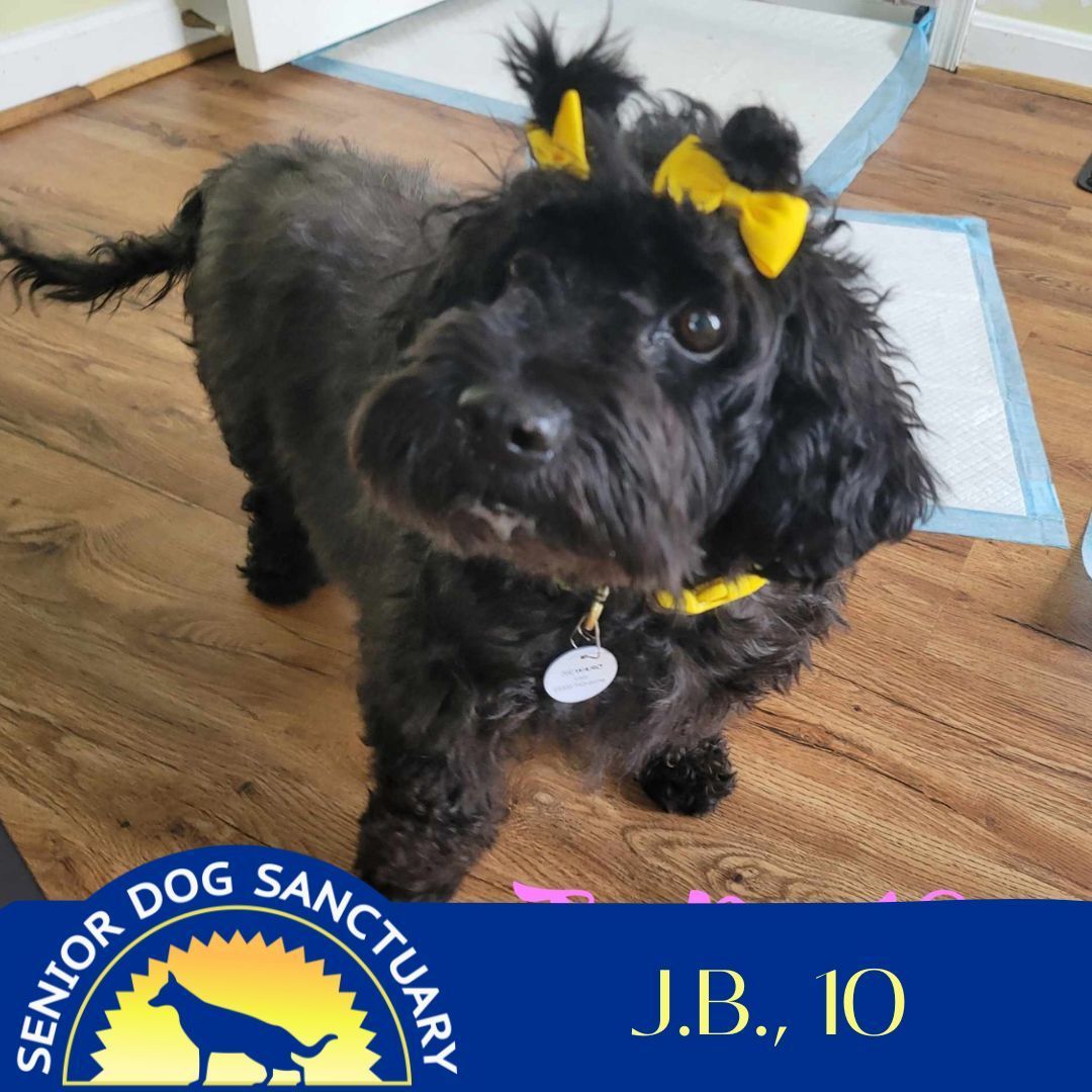 Jelly Bean (JB), an adoptable Cockapoo in Severn, MD, 21144 | Photo Image 1