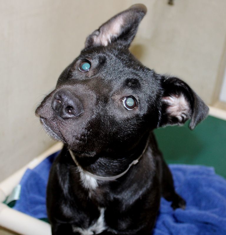 Dog for adoption Persephone 41279, a Mixed Breed in Columbia, MD