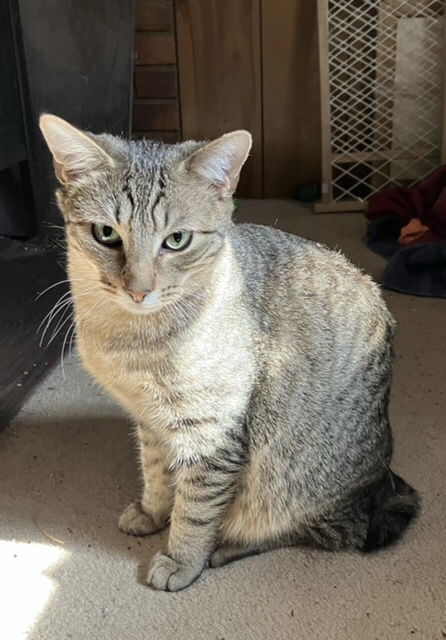 Scooter, an adoptable Manx, American Bobtail in Liberty, NC, 27298 | Photo Image 1