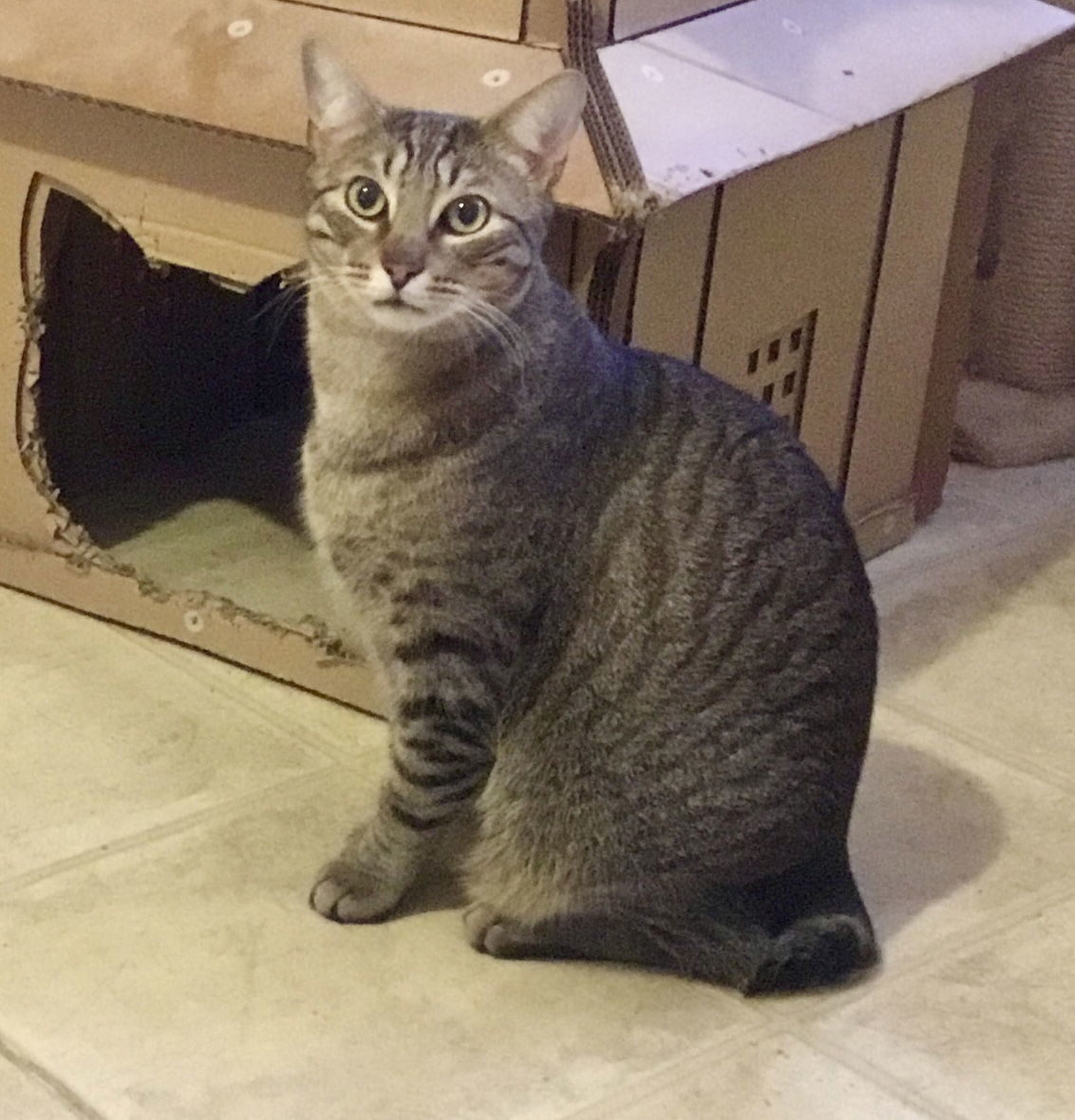 Scooter, an adoptable Manx, American Bobtail in Liberty, NC, 27298 | Photo Image 1