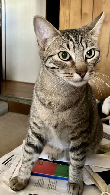 Scooter, an adoptable Manx, American Bobtail in Liberty, NC, 27298 | Photo Image 3