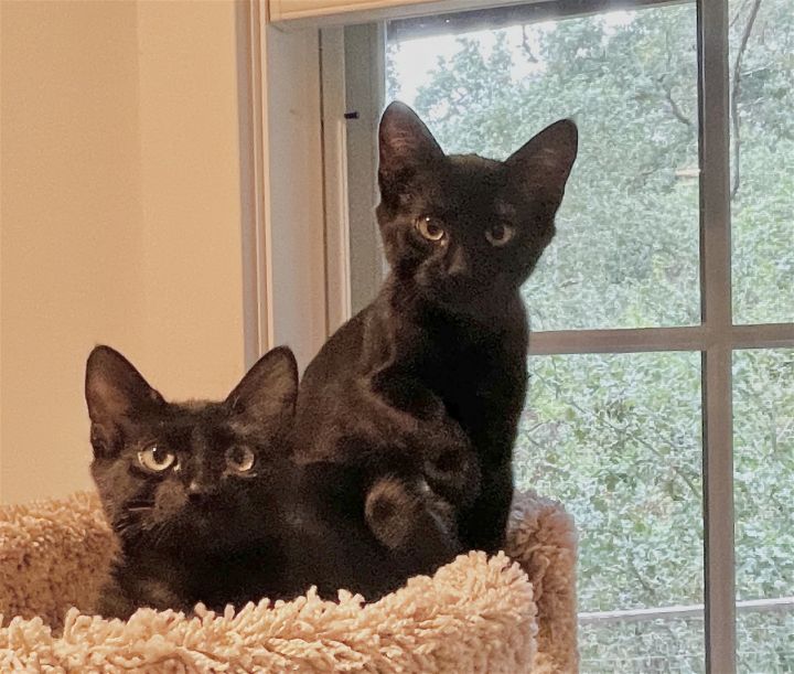 Cole and Kiki, an adoptable Bombay & Domestic Short Hair Mix in Walnut Creek, CA_image-2