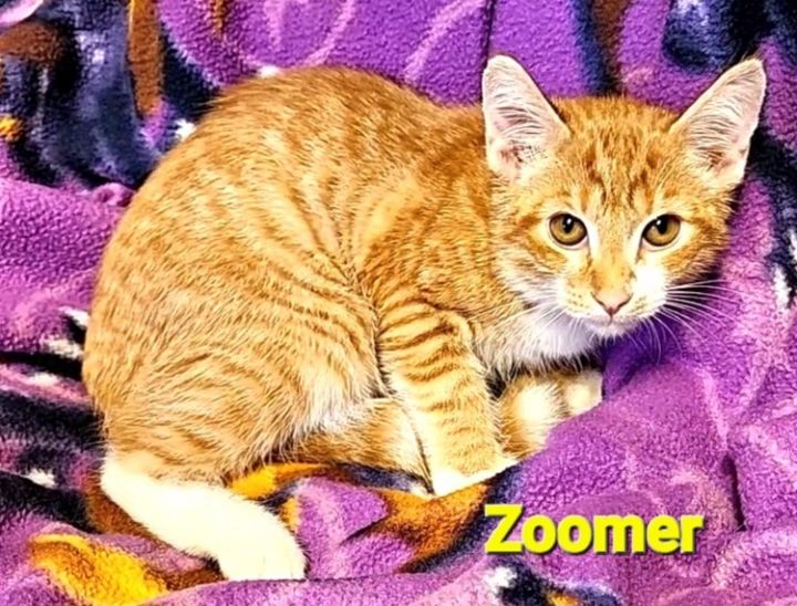 zoomer playful kitty