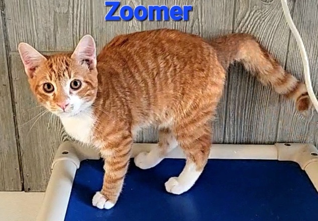 zoomer playful kitty