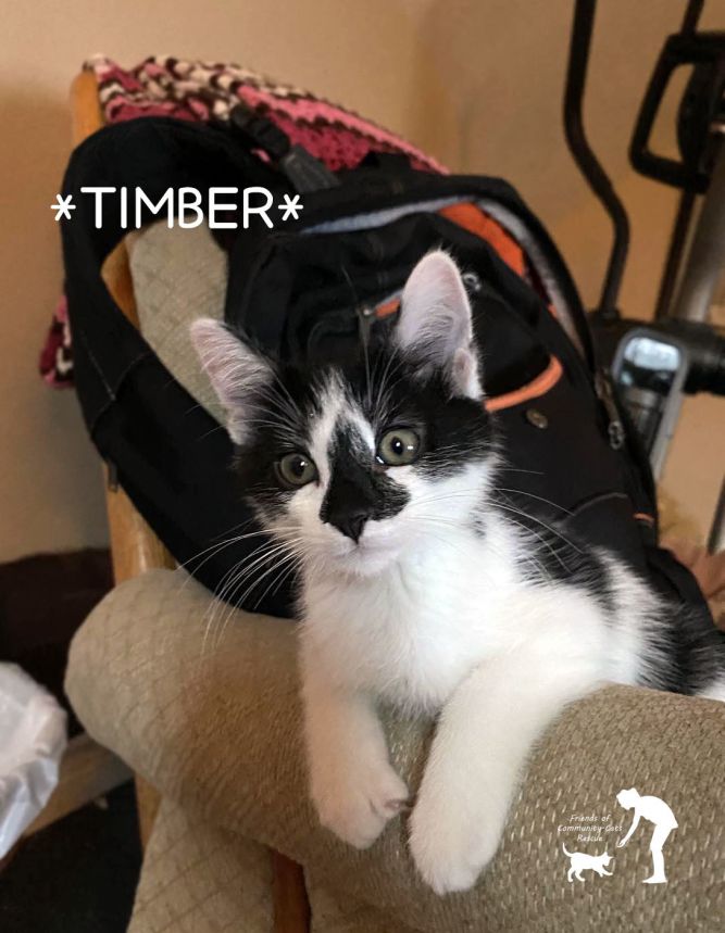 Timber