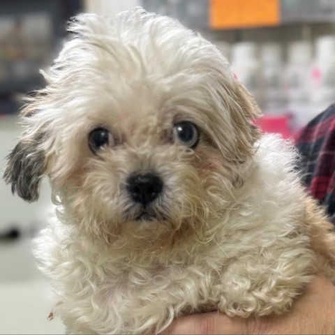 Vincent, an adoptable Shih Tzu in Hudson, IL, 61748 | Photo Image 1