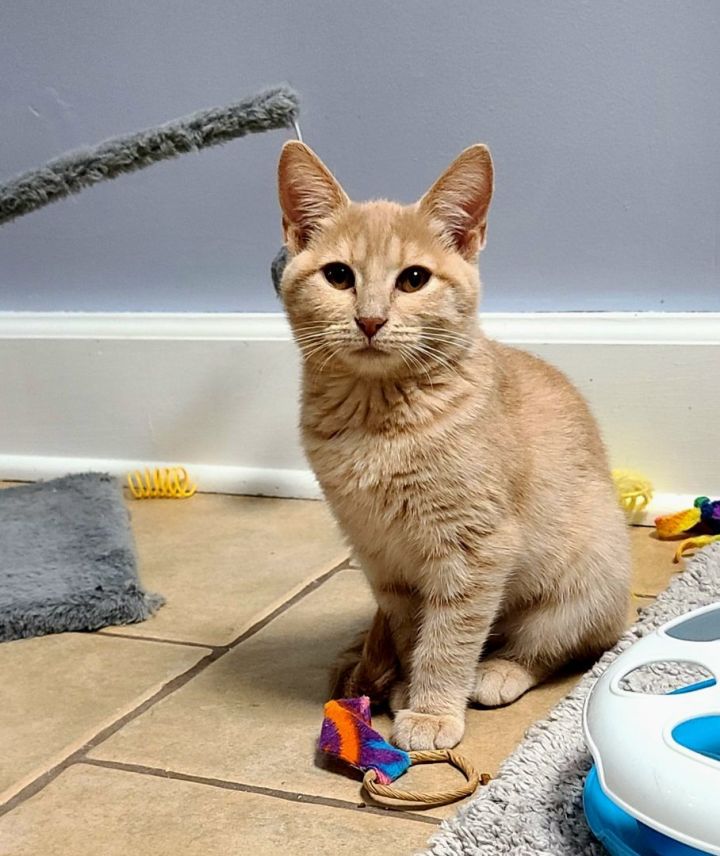 Mary, an adoptable Domestic Short Hair in Boiling Springs, PA_image-2