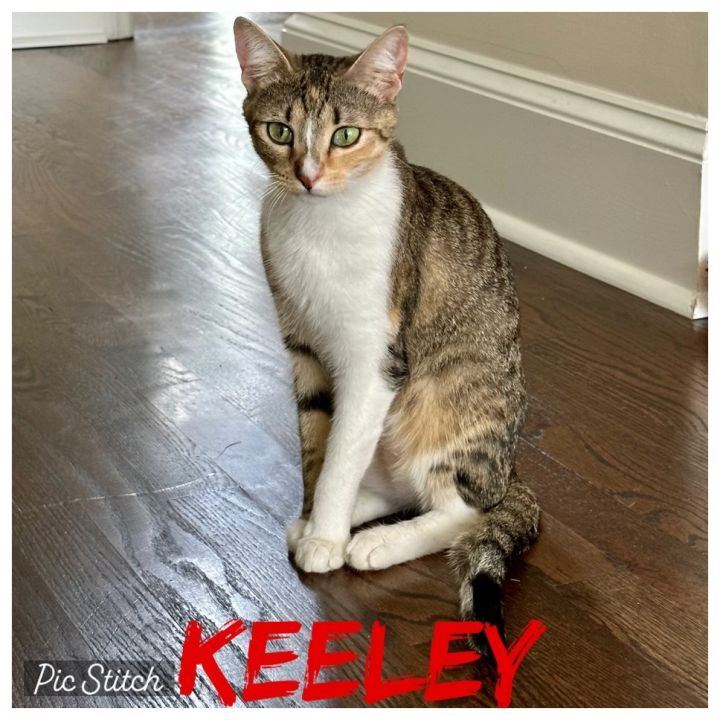 Keeley, an adoptable Domestic Short Hair in Evans, GA_image-1
