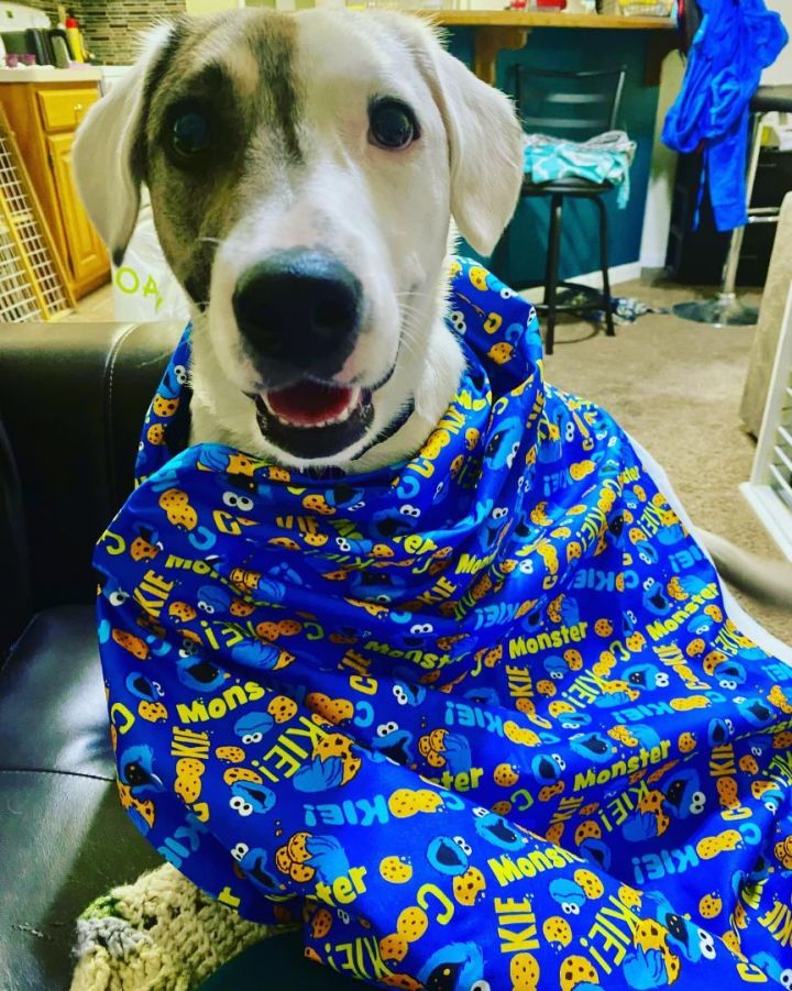 Hoss, an adoptable Basset Hound & Terrier Mix in Manhattan, KS_image-1