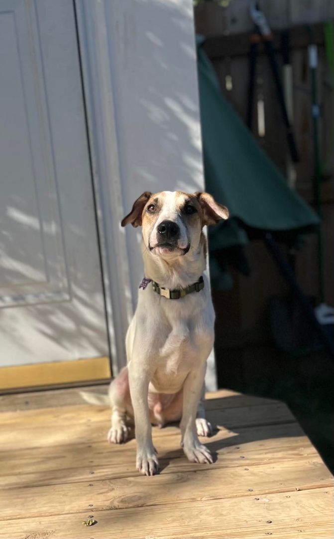 Bernie, an adoptable Basset Hound & Terrier Mix in Manhattan, KS_image-2