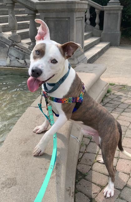 Dog for adoption - Tucker, a Mixed Breed in Miamitown, OH