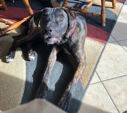 Dog for adoption - Tucker, a Mixed Breed in Miamitown, OH