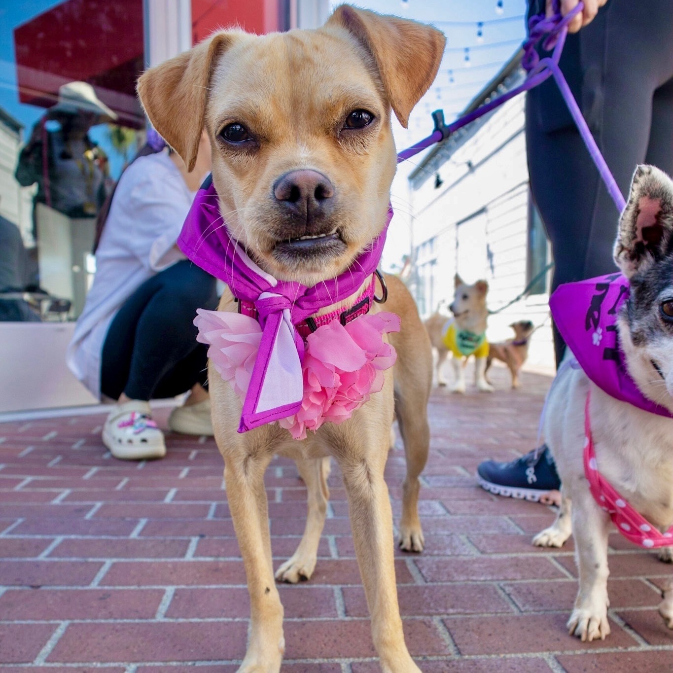Pippa, an adoptable Puggle in Newport Beach, CA, 92660 | Photo Image 1