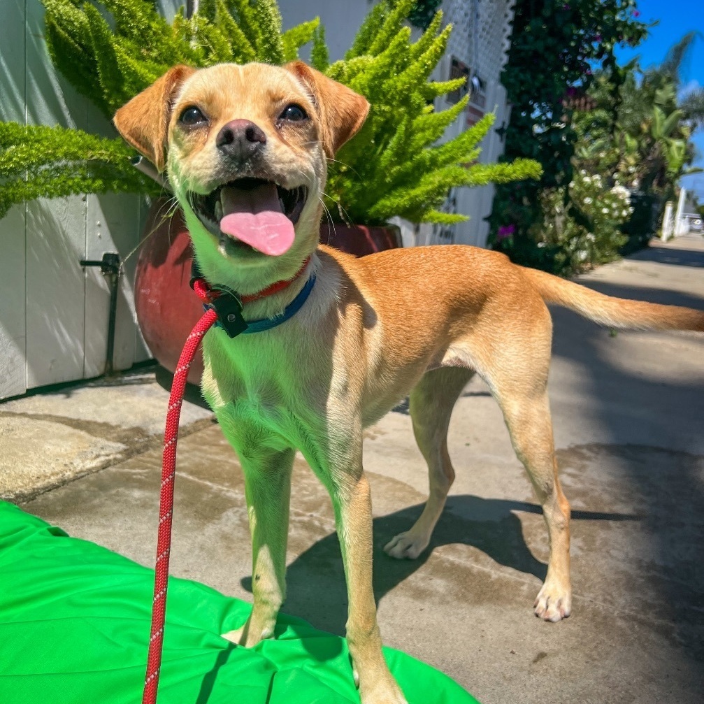 Pippa, an adoptable Puggle in Newport Beach, CA, 92660 | Photo Image 3