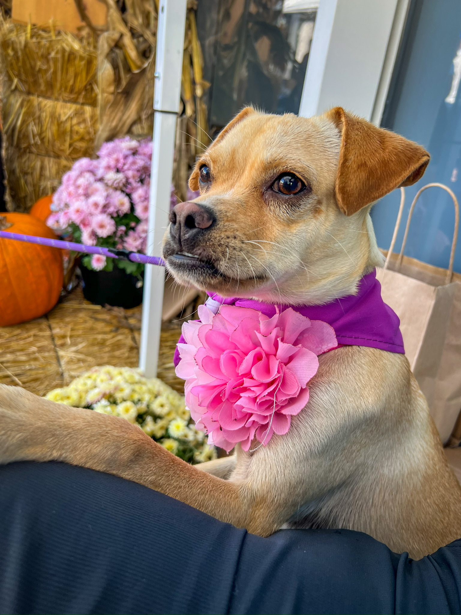 Pippa, an adoptable Puggle in Newport Beach, CA, 92660 | Photo Image 5