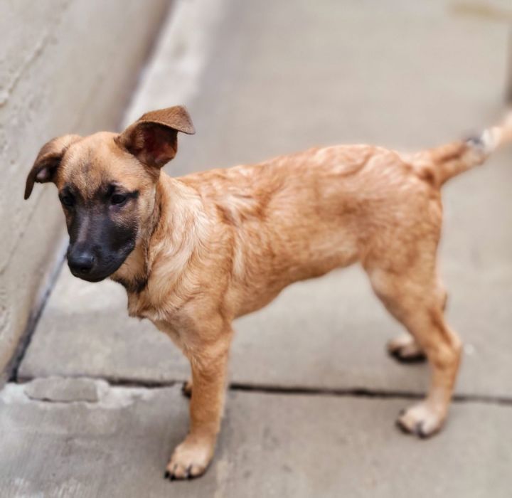 Edwin (ADOPTED!), an adoptable Shepherd & Chow Chow Mix in Chicago, IL_image-5