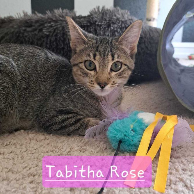 Tabitha Rose 6248