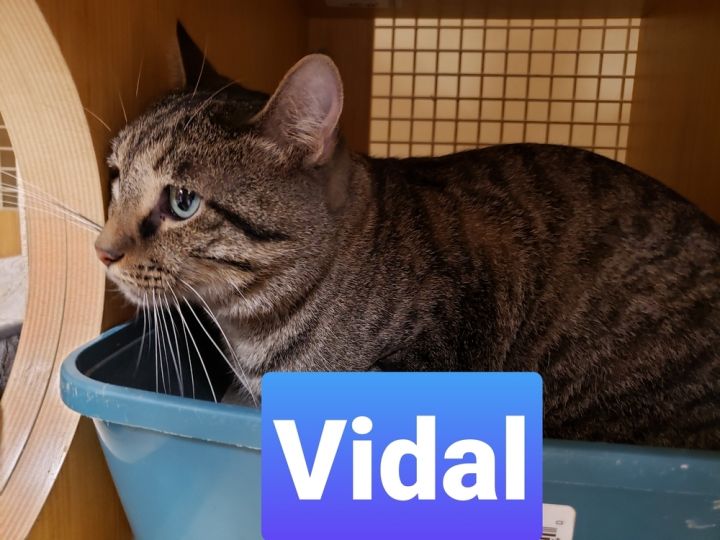 Vidal 5320 1