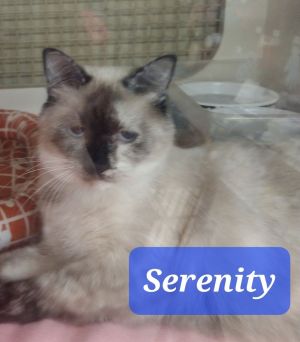 Serenity 8137