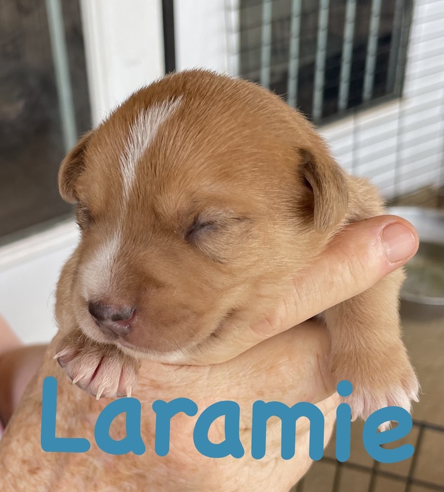Lacey - Laramie