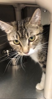 Booberry, an adoptable Domestic Short Hair in Grand Junction, CO, 81505 | Photo Image 1