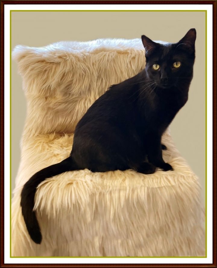 Lonny, an adoptable Domestic Short Hair Mix in Lacon, IL_image-2