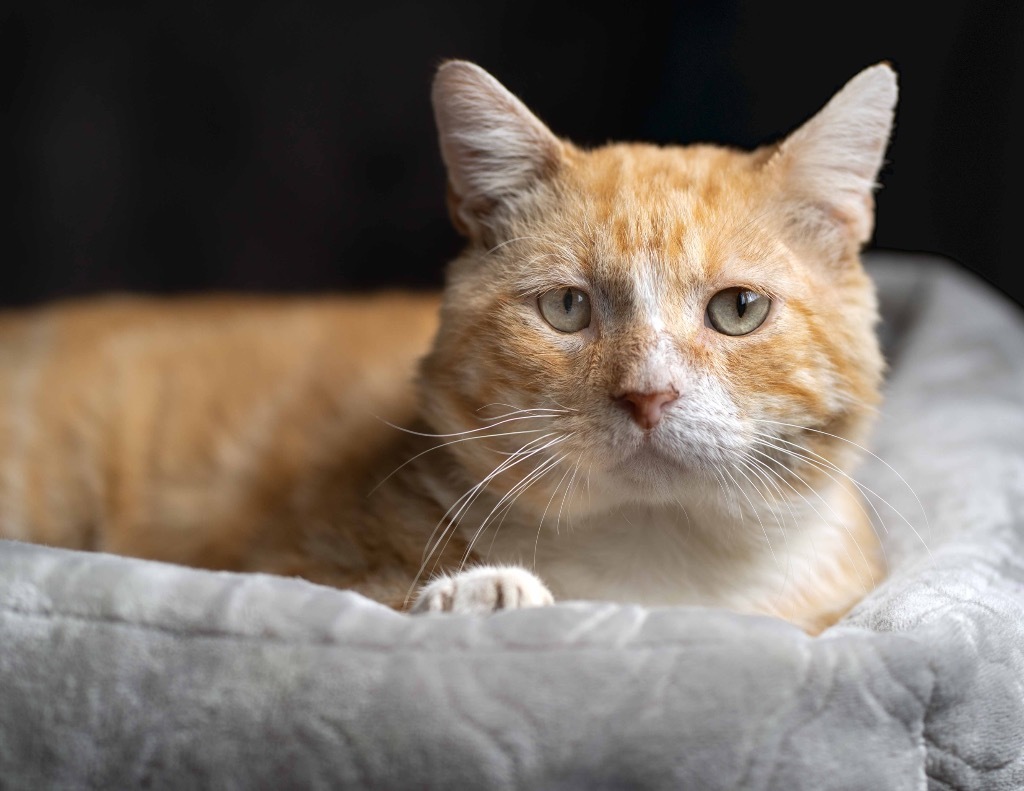 Tommy Fury, an adoptable Domestic Short Hair in Tulsa, OK, 74112 | Photo Image 1