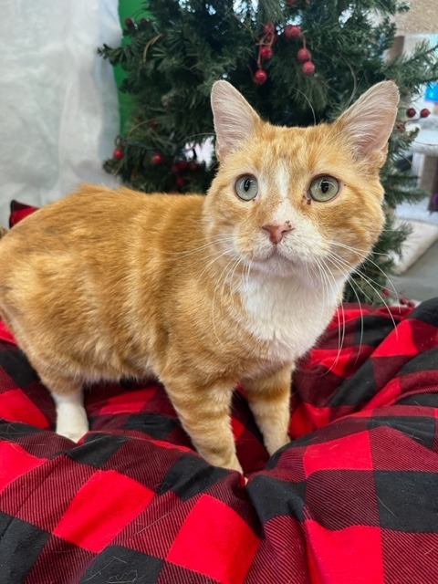 Tommy Fury, an adoptable Domestic Short Hair in Tulsa, OK, 74112 | Photo Image 3