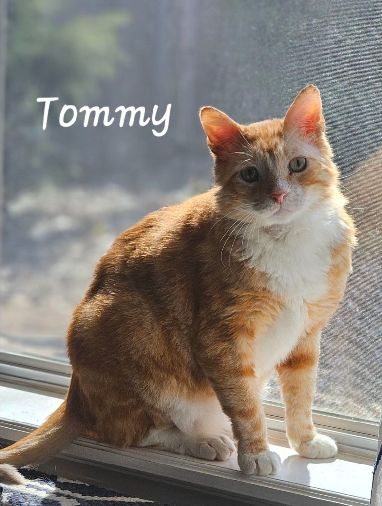 Tommy Fury, an adoptable Domestic Short Hair in Tulsa, OK, 74112 | Photo Image 5