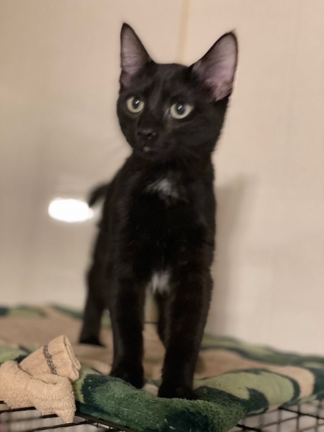 Lulu