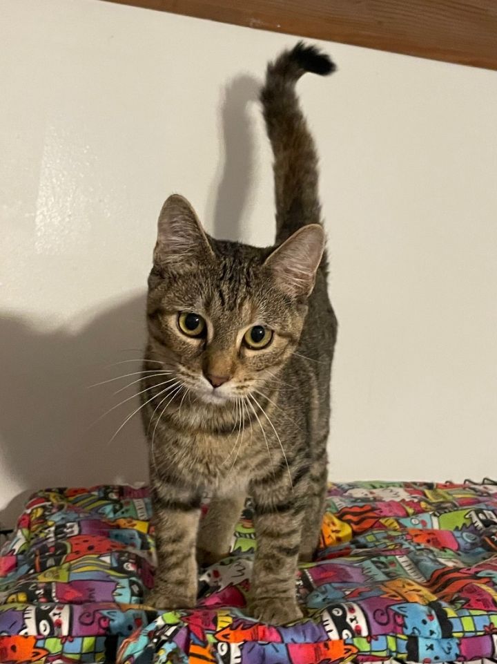 Taco Cat, an adoptable Tabby Mix in Lacon, IL_image-2