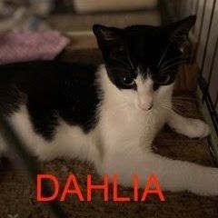 Dahlia 1
