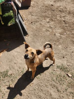 Maximo Chihuahua Dog