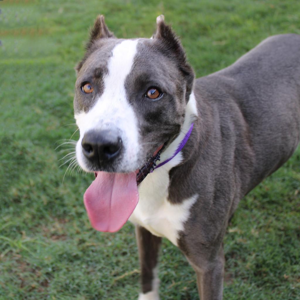 Ross, an adoptable American Staffordshire Terrier, Mixed Breed in League City, TX, 77573 | Photo Image 1