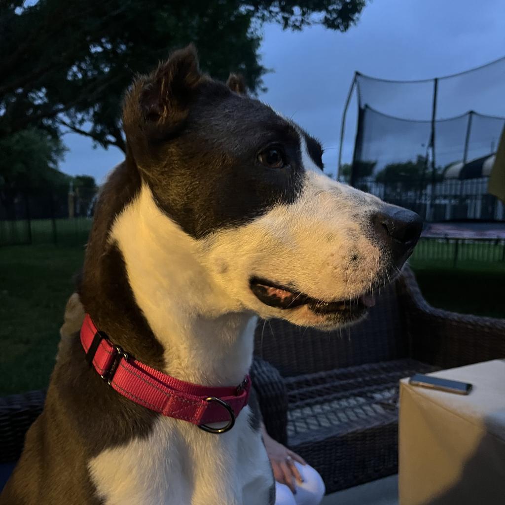 Ross, an adoptable American Staffordshire Terrier, Mixed Breed in League City, TX, 77573 | Photo Image 3