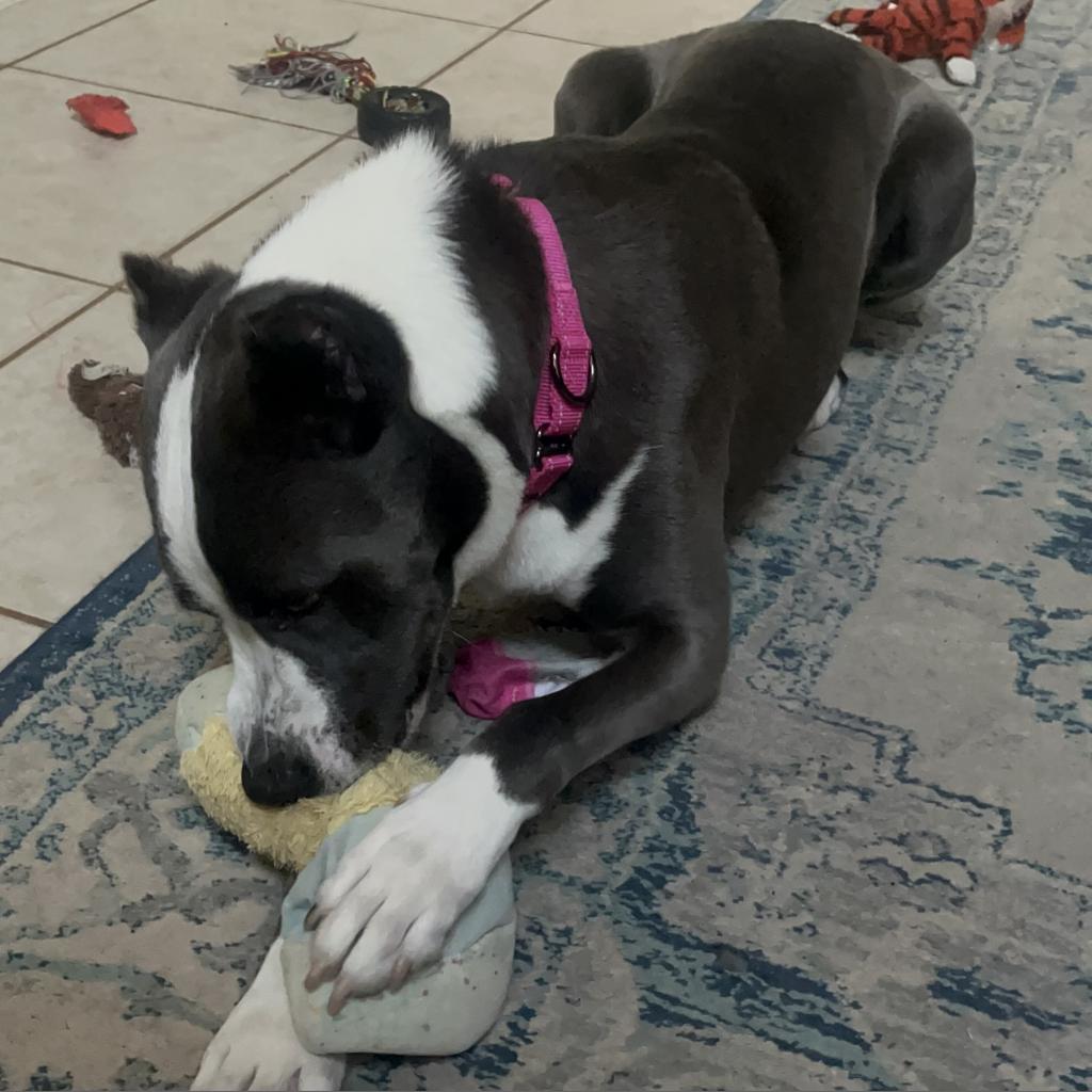 Ross, an adoptable American Staffordshire Terrier, Mixed Breed in League City, TX, 77573 | Photo Image 6