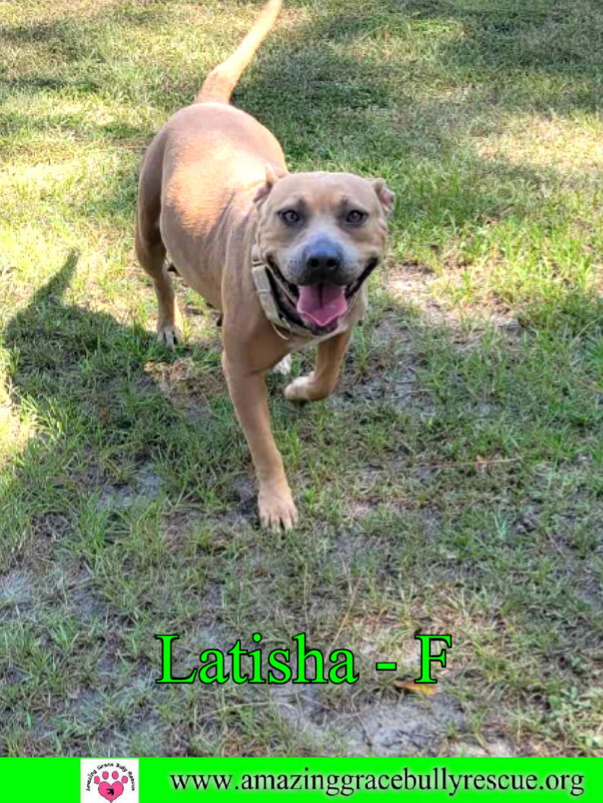 Latisha, an adoptable American Bulldog in Pensacola, FL, 32526 | Photo Image 2