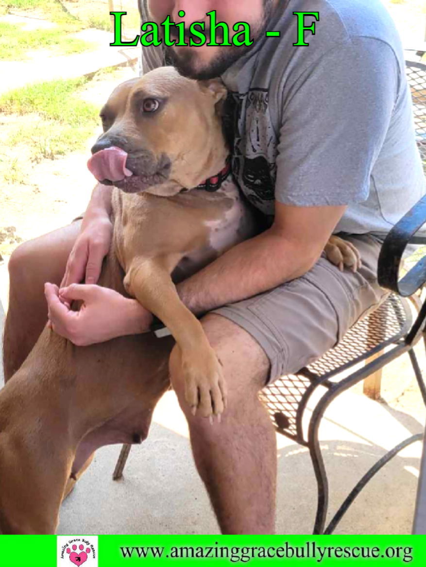 Latisha, an adoptable American Bulldog in Pensacola, FL, 32526 | Photo Image 3