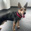 Rex - your working dog who cuddles!