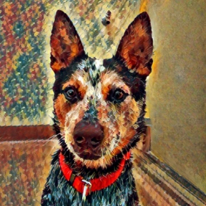 Rex - your working dog who cuddles!, an adoptable Australian Cattle Dog / Blue Heeler in Wantagh, NY_image-5