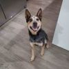 Rex - your working dog who cuddles!