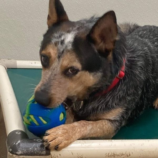 Rex - your working dog who cuddles!